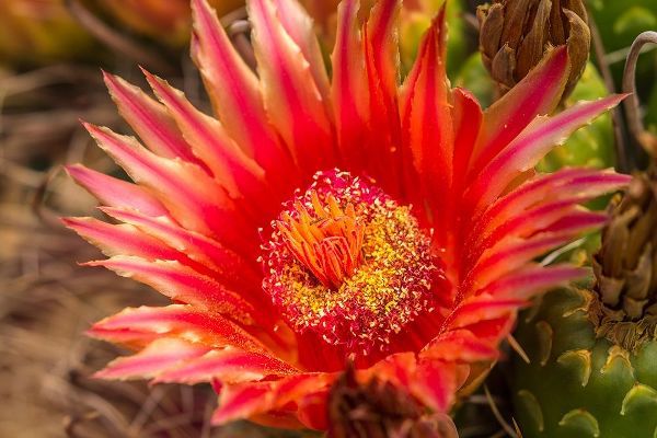 Arizona-Santa Cruz County Barrel cactus blossom and close-up